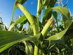 Укрепить сердце поможет кукуруза 